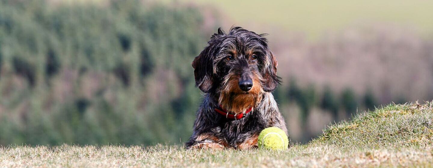 Wire-Haired Dachshund lying down on a hill next to a ball
