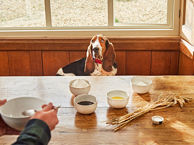 Bassett Hound sat at a table with owner