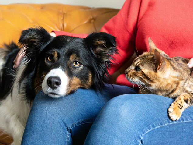 Dog and cat on owners lap