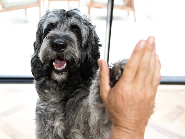 Dog high fiving person