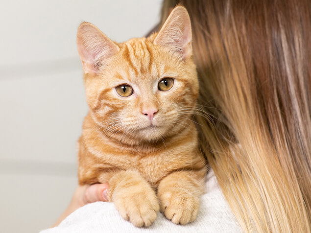 Ginger cat on owners shoulder