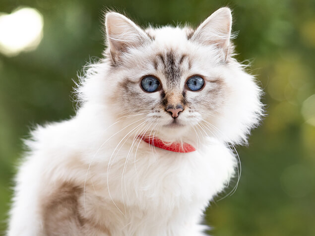 Cat looking at camera