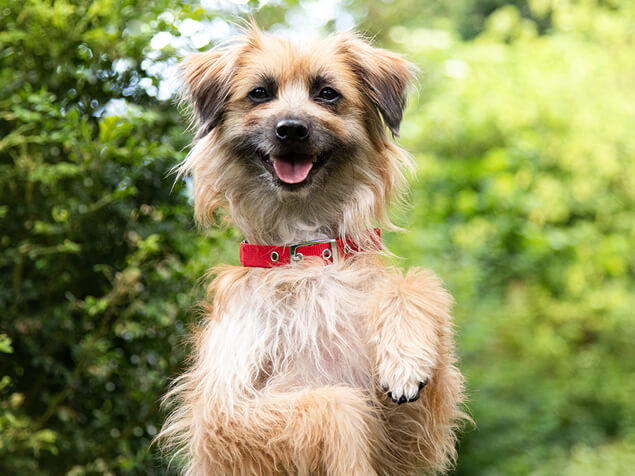 Dog jumping up in the air
