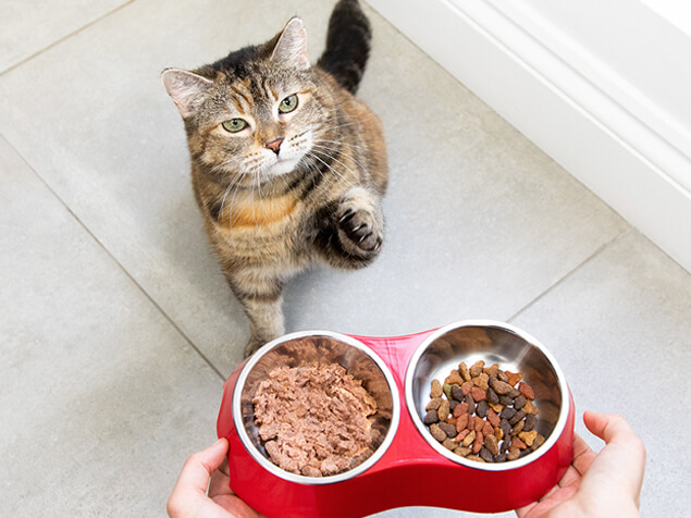 Cat at food bowls