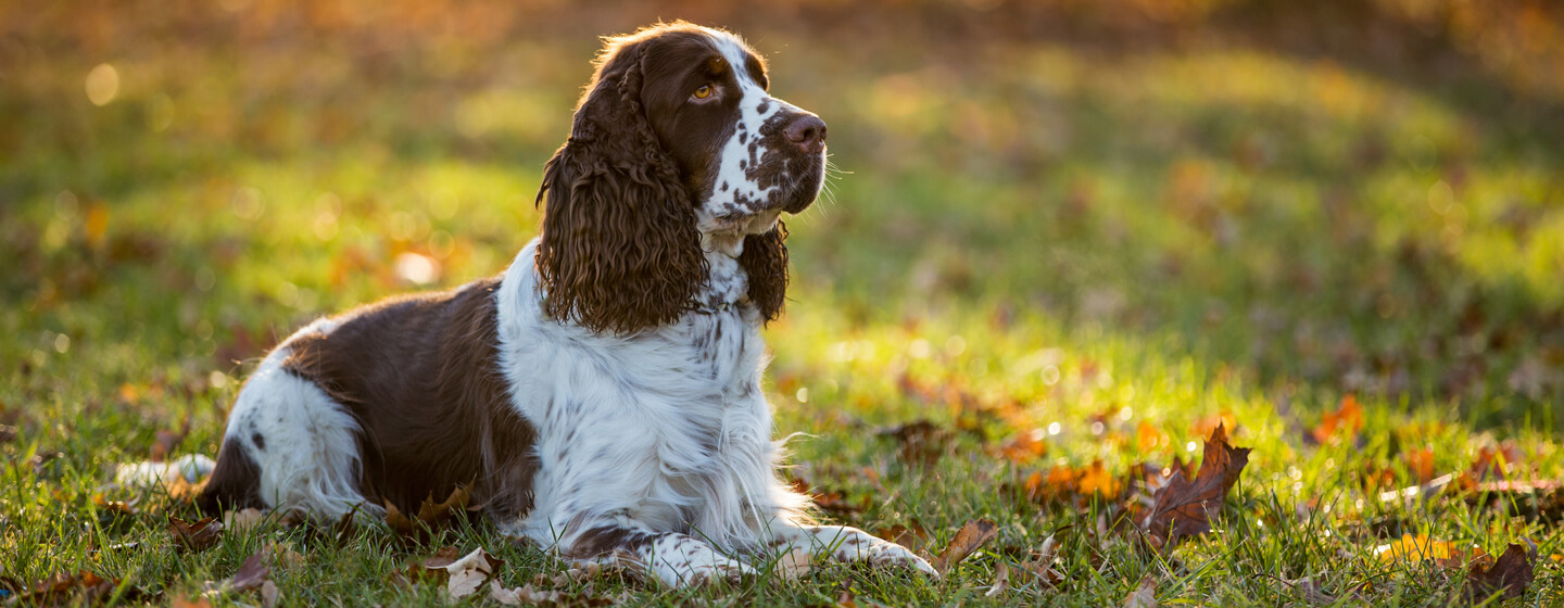 which dogs are gun dogs