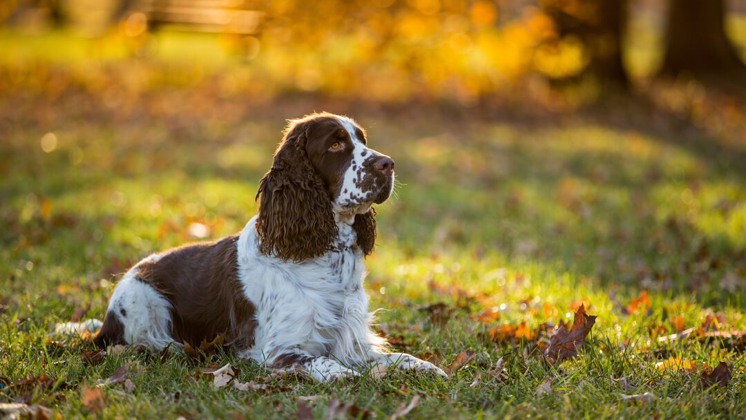 types of hunting dogs