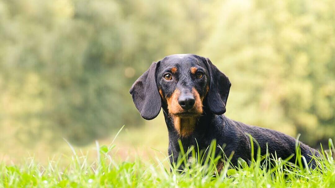 how long do dogs remember your scent