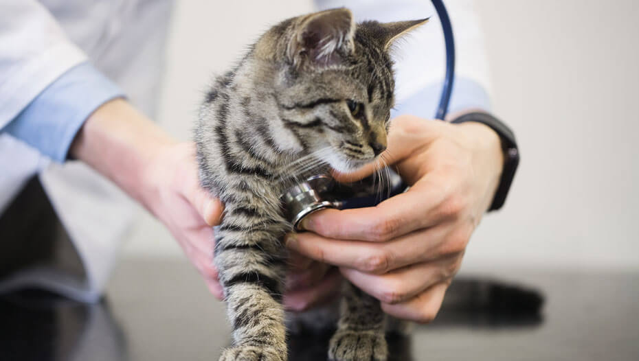 Cat having heart beat listened to by vet