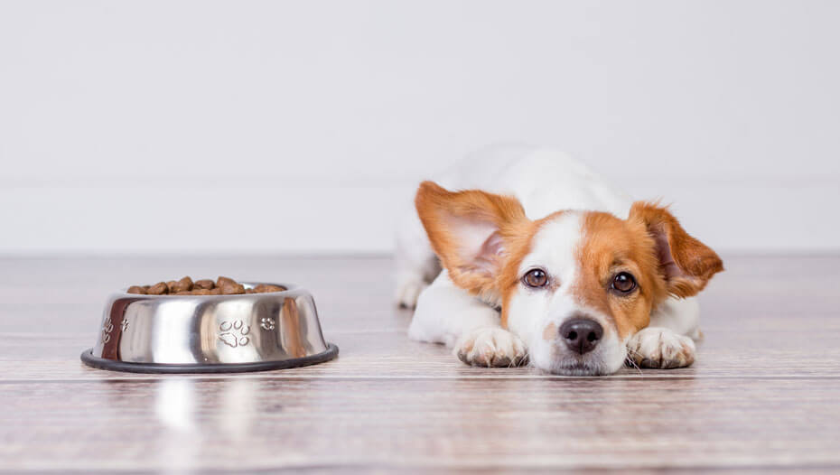Jack Russell laying in front of a bowl of food