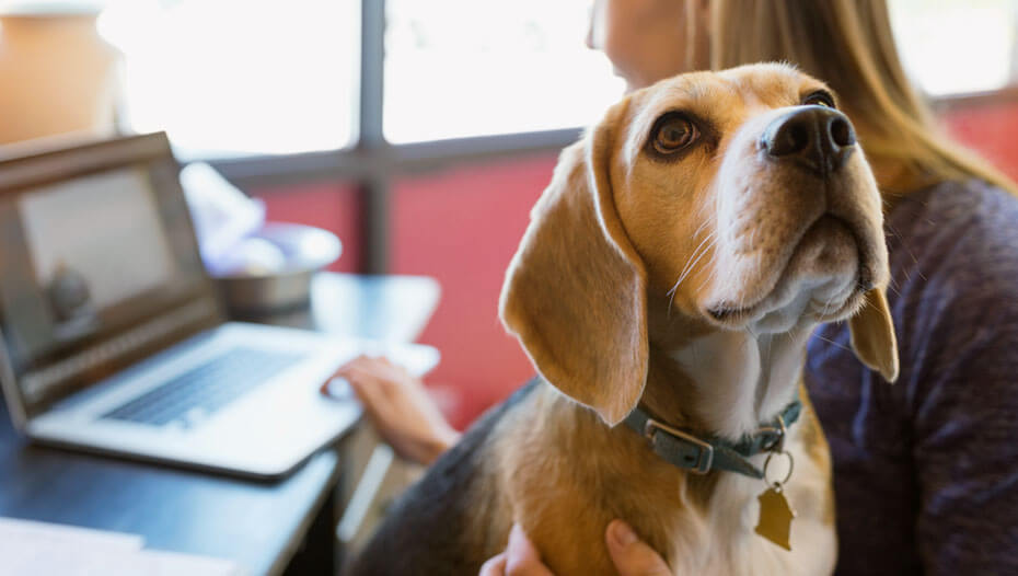 Woman working on laptop with Beagle