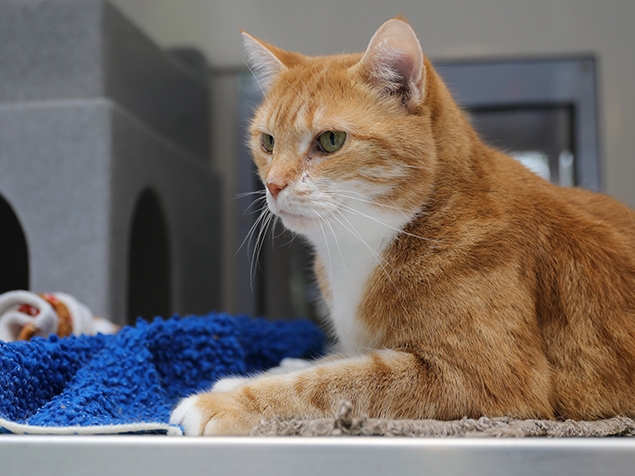 Ginger cat at the vets