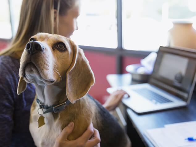 Beagle sat on owners lap whilst she works