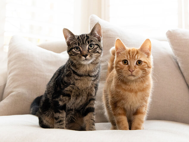 Brown and Ginger Tabby cats sitting on sofa