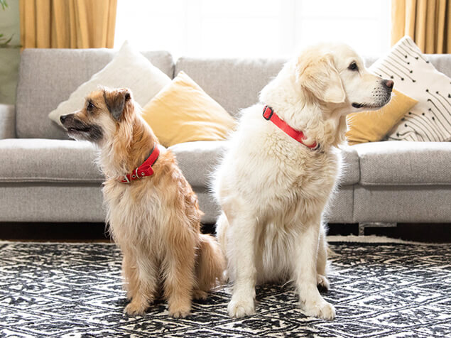 Dogs sat looking in opposite directions