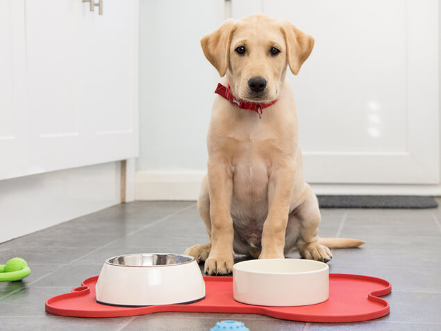 Dog sat in front of food bowls