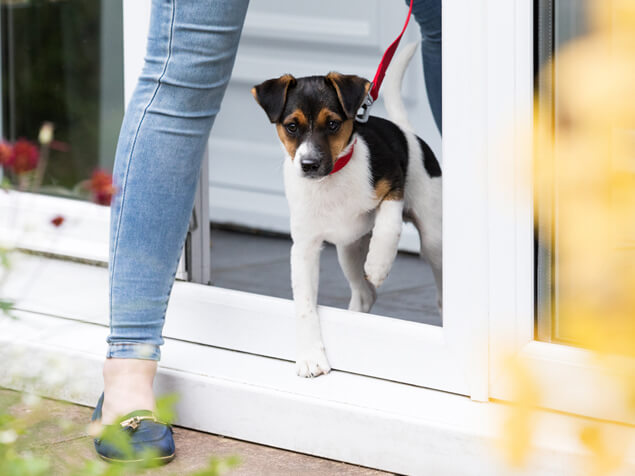 Dog going out on a lead