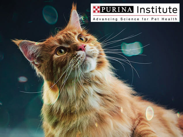 Purina Institute and innovation