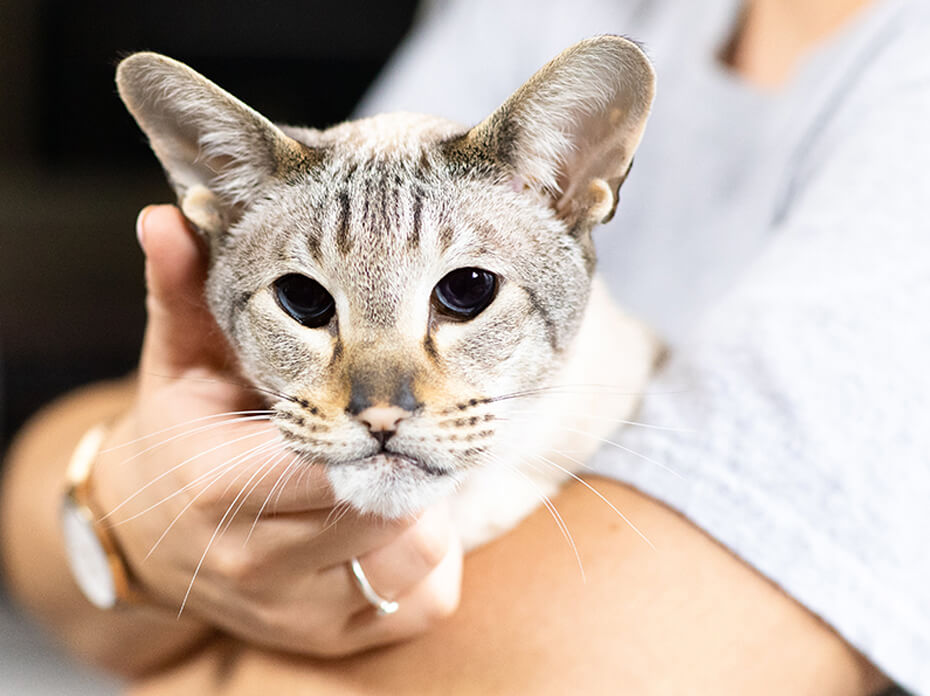 Older cat on owners lap