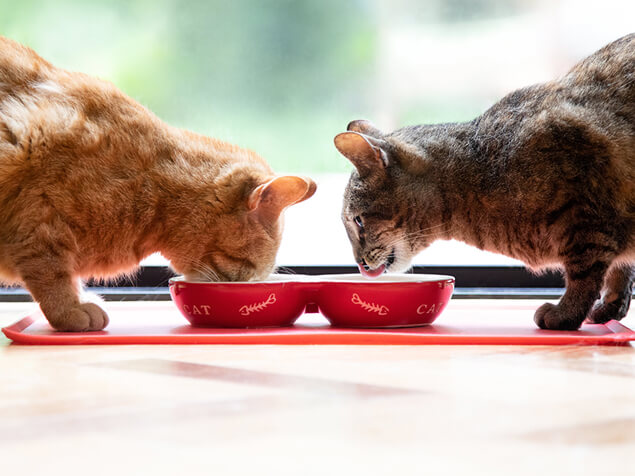 Two cats eating