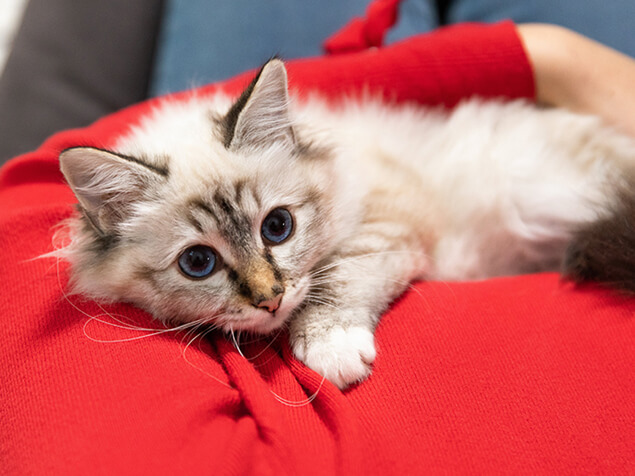 Cat on owners lap