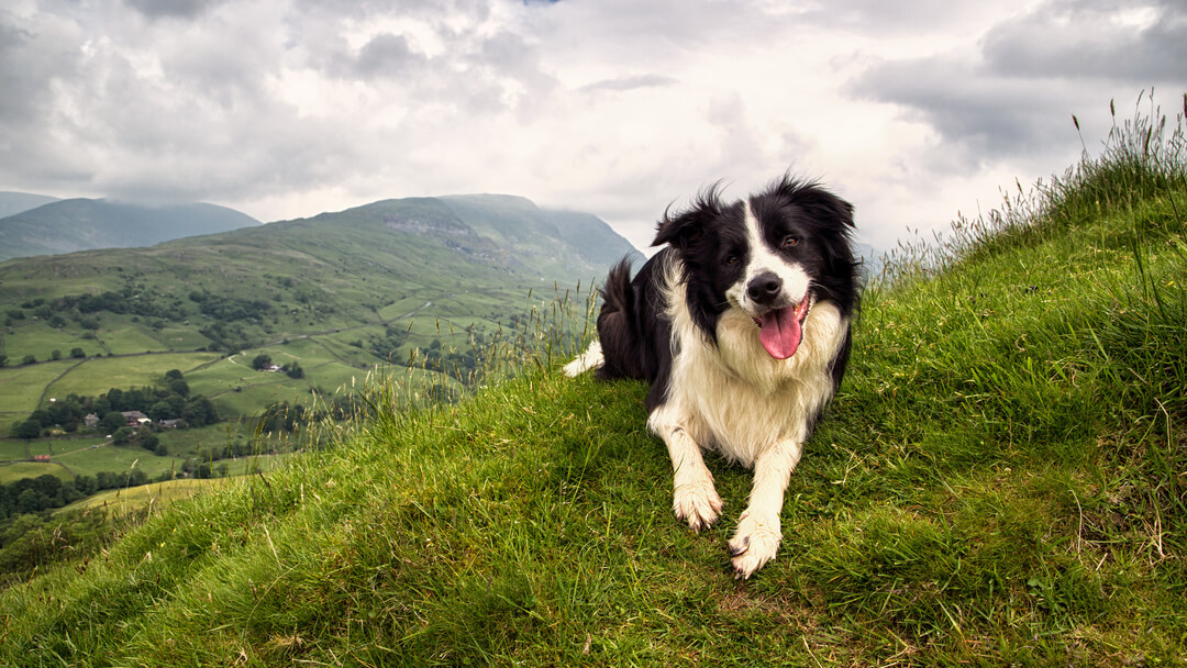 is there a limit to how many dogs you can own uk