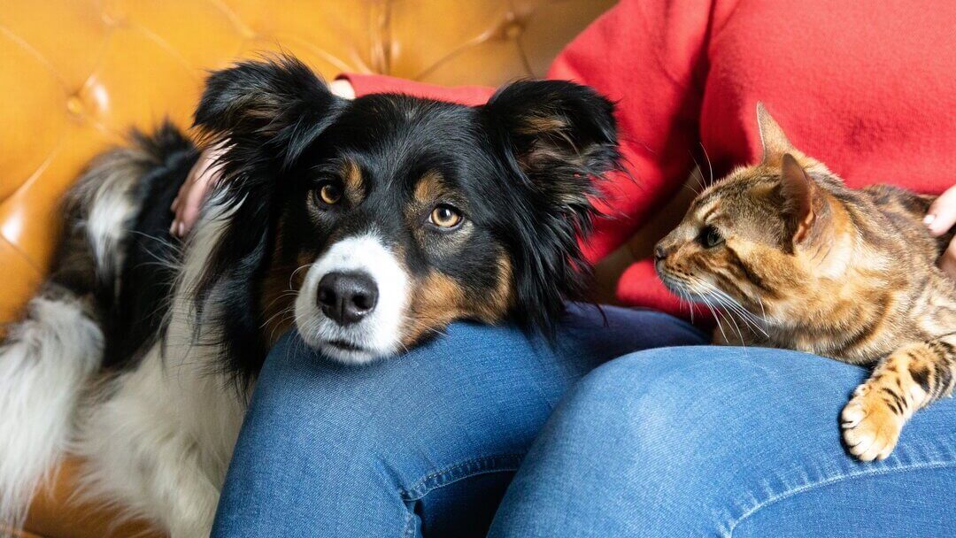 do dogs make you happier than cats