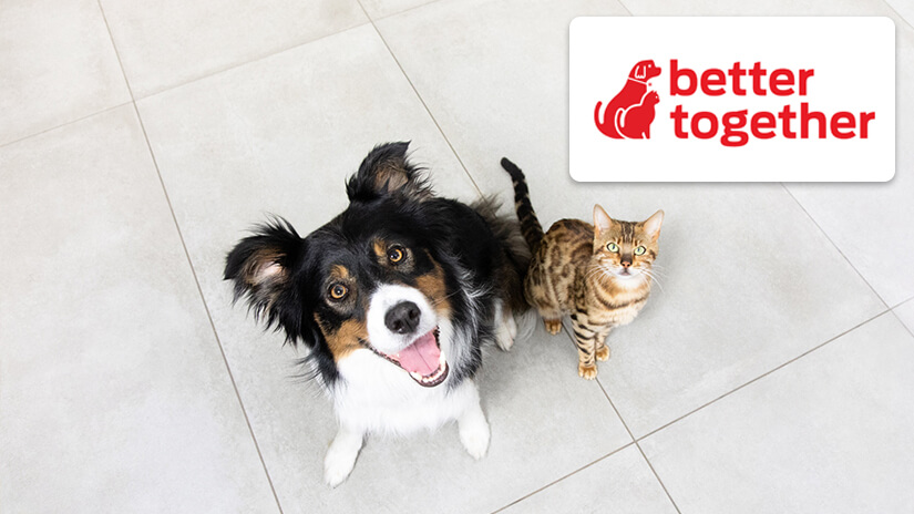 Better together logo and dog and cat