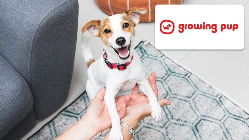 Growing pup logo and Jack Russell