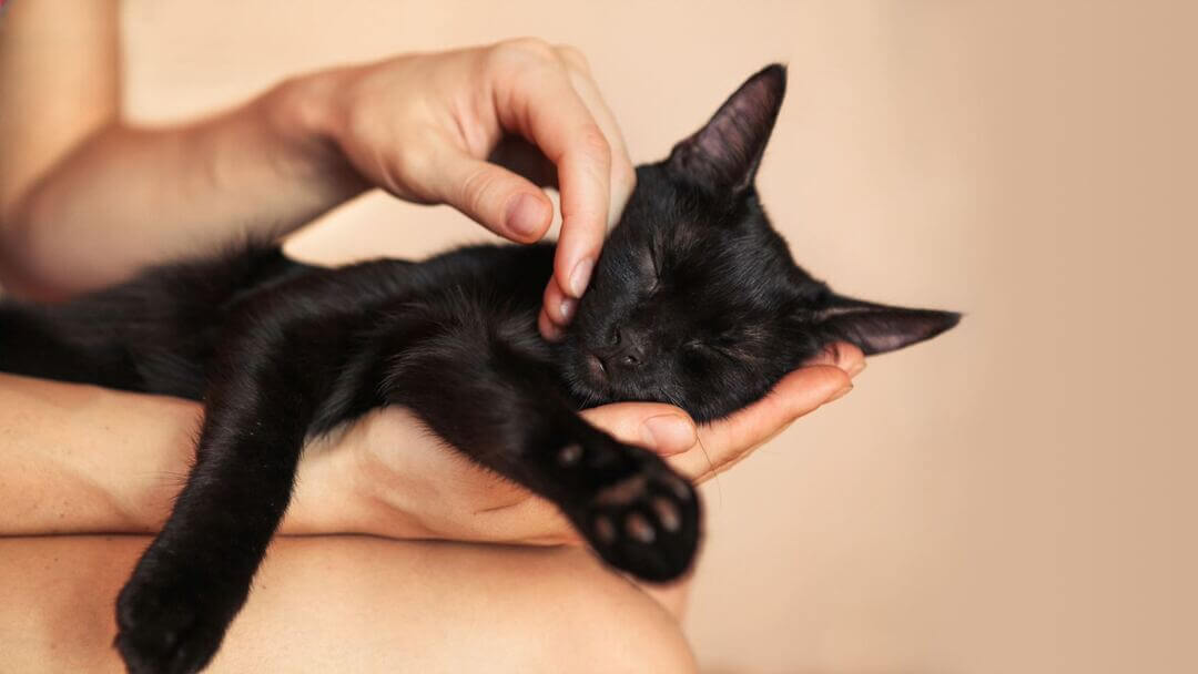 Black Kitten Wednesday Mornings