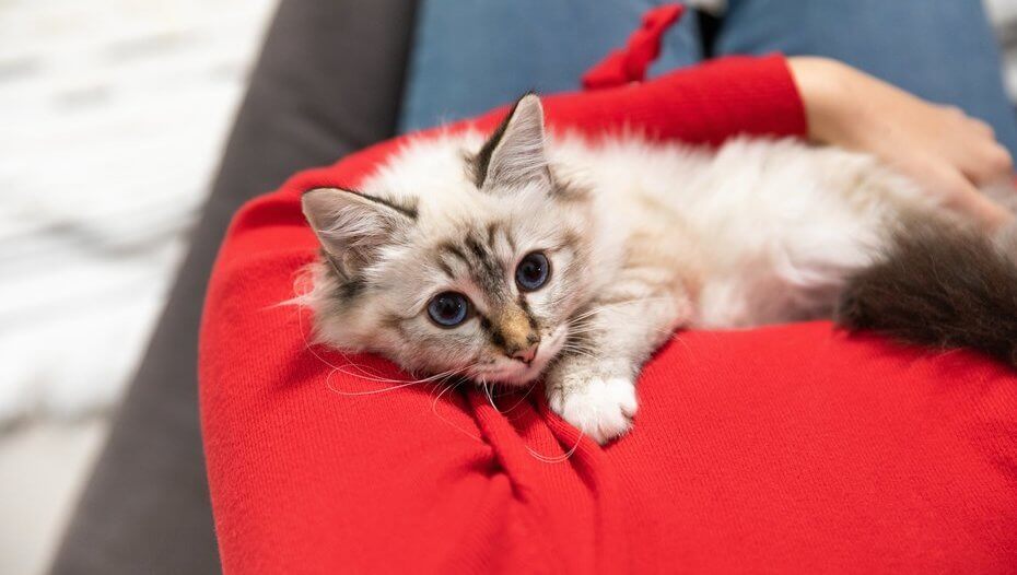 The Best Boy Girl Kitten Names For Your New Cat Purina The Best Boy Girl Kitten Names For Your New Cat Purina