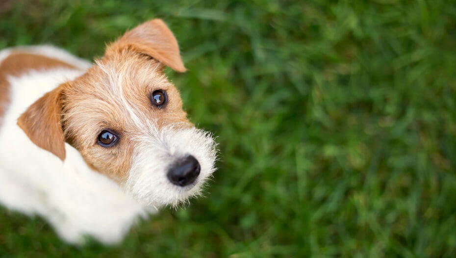 Dog looking up