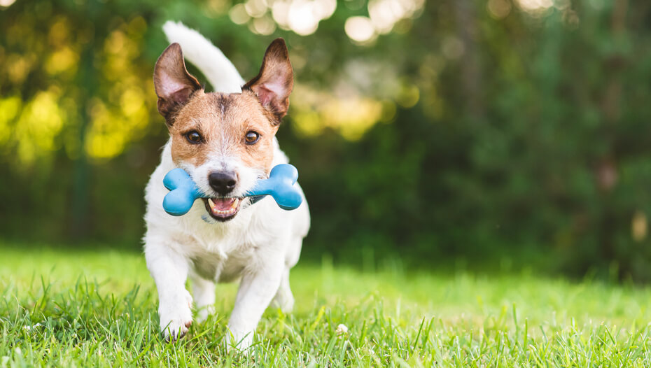 Dog running with toy