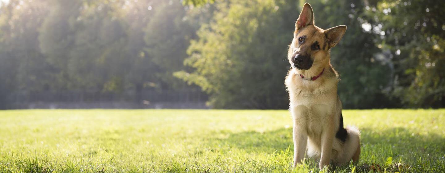 Brown German Shepherd sitting under a tree.