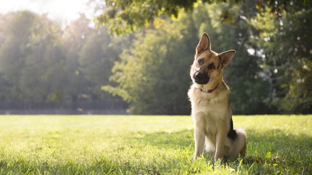 Smart Dog Breeds: Top 10 of the Smartest - CT Breeder