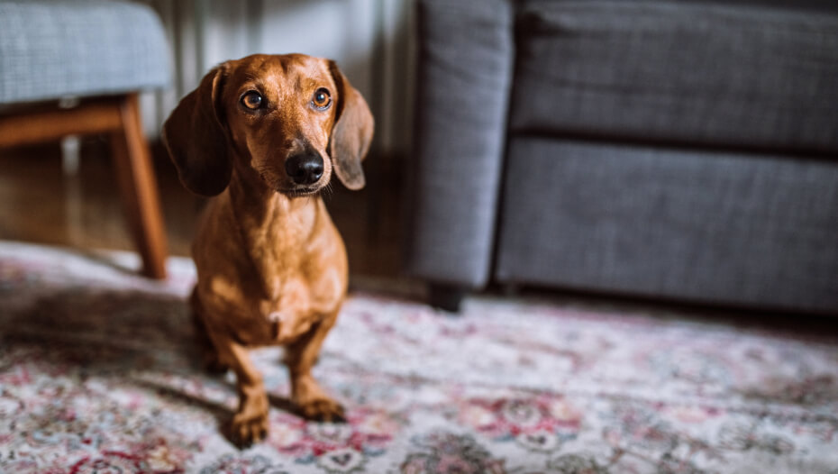 Dachshund in living room