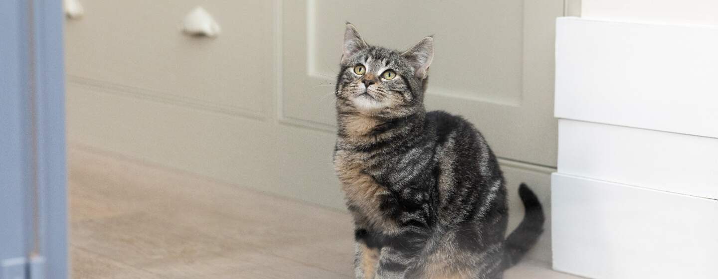 What Exactly Are Tabby Cats? | Purina