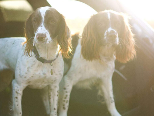 Springer spaniels in the boot of a car