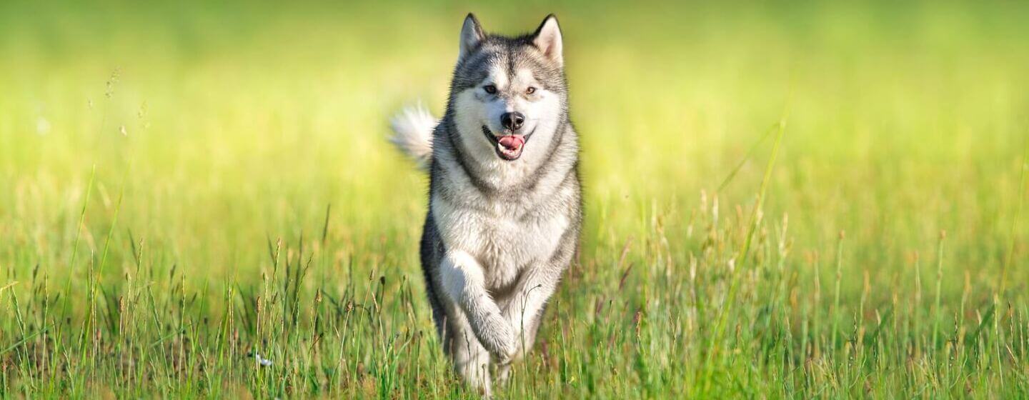 Siberian Husky running through the green grass.