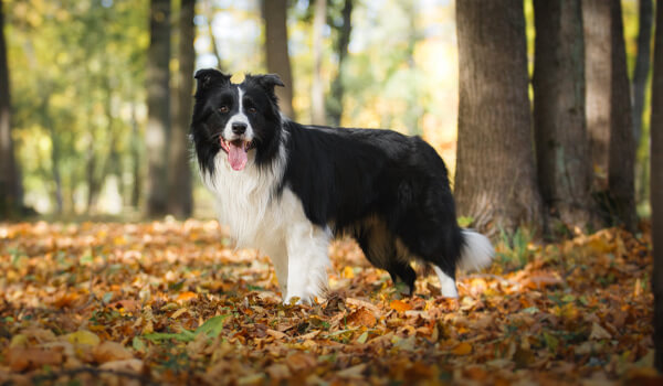 chien dehors 