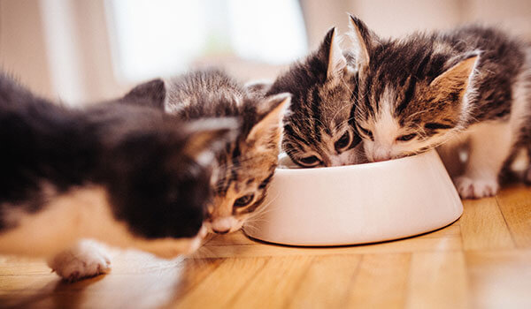 kittens eating in same bowl