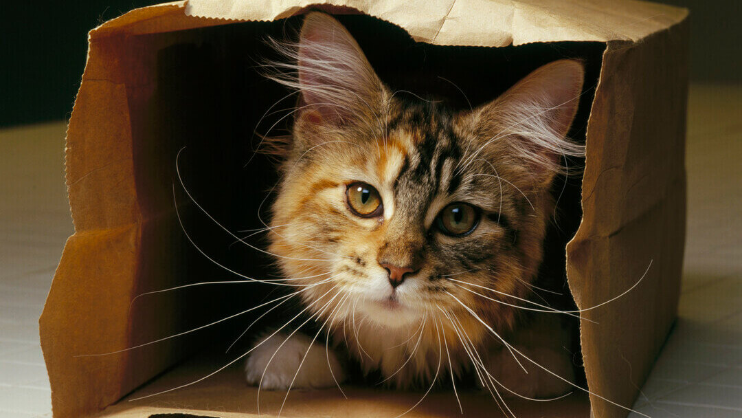 10 of the Most Famous Cats Throughout History | Purina 10 of the Most Famous Cats Throughout History | Purina