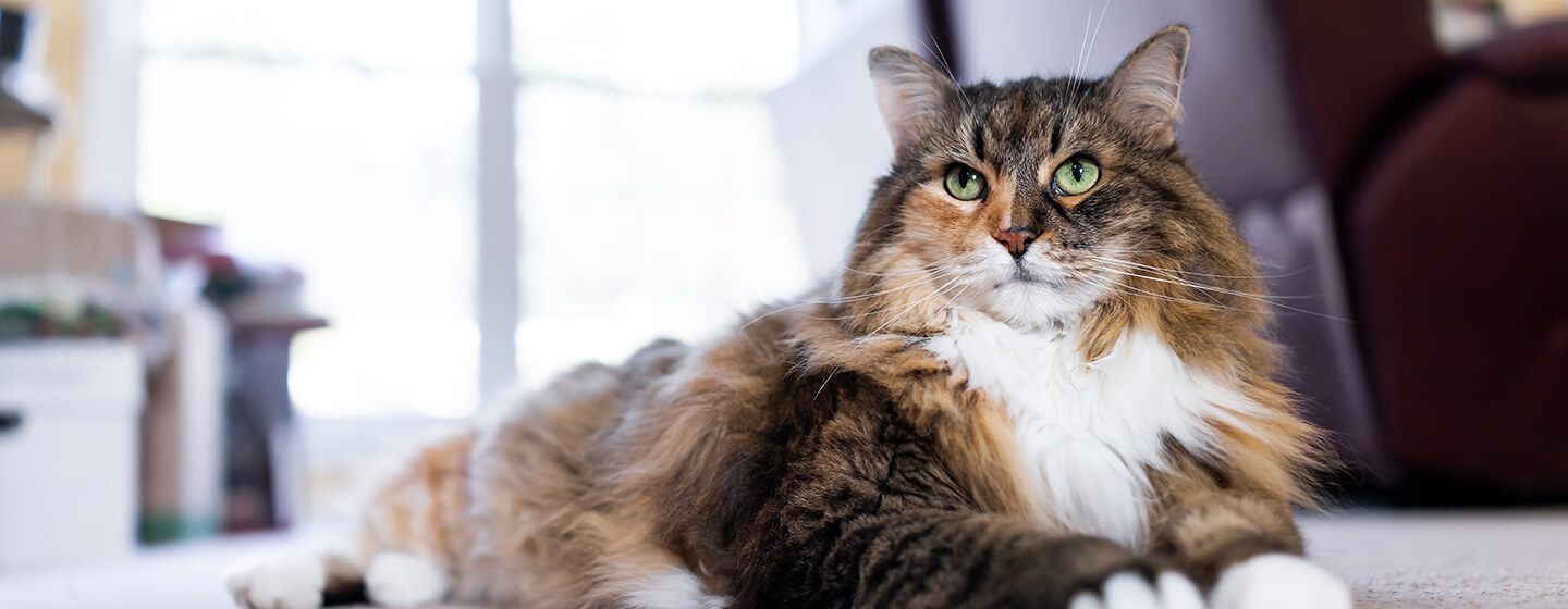 Cat laying on carpet