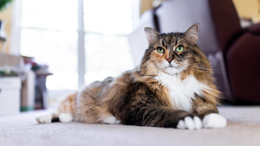 15 Fascinating Facts About Female Cats 