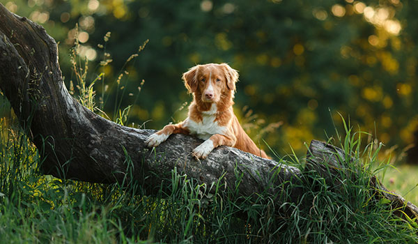 Dog on tree