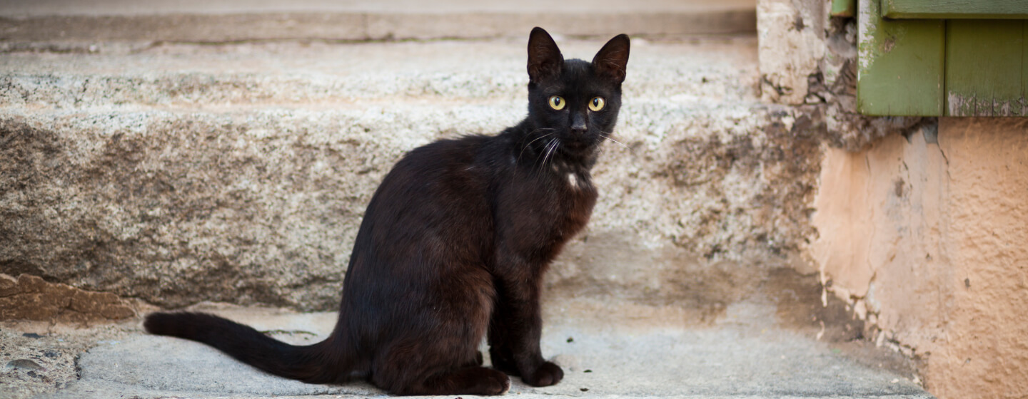 7 Awesome Black Cat Breeds You’ll Want to Take Home | Purina