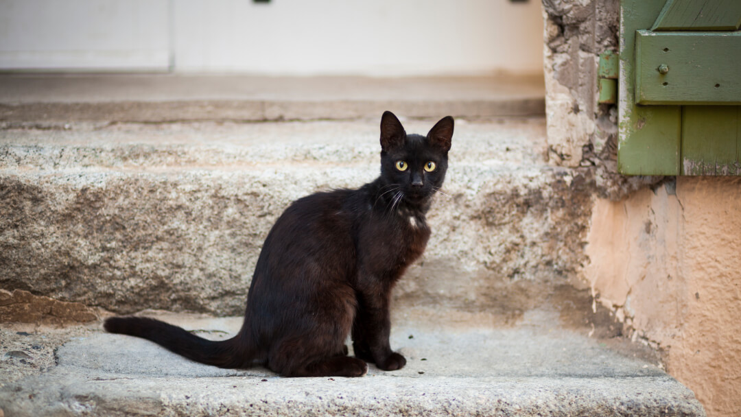 Black Cat Breeds: 11 Breeds With Gorgeous Dark Coats