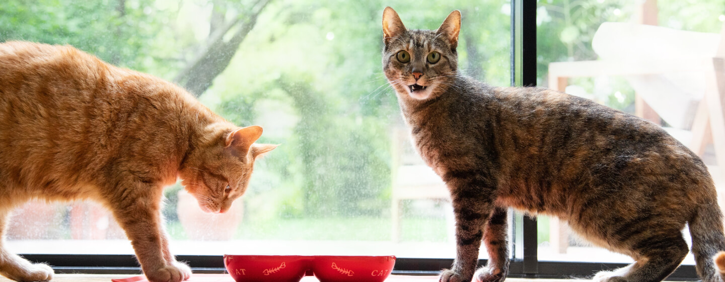 8 Of The Biggest Domestic Cat Breeds Purina