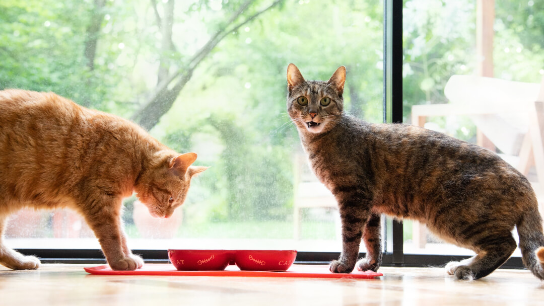 America's Most Popular Cat Breeds