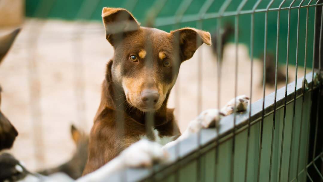 how to stop a dog from coughing with kennel cough