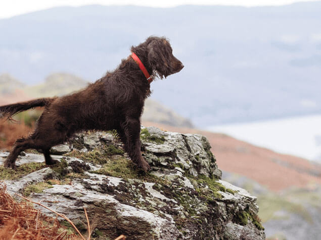 Adventuros dog